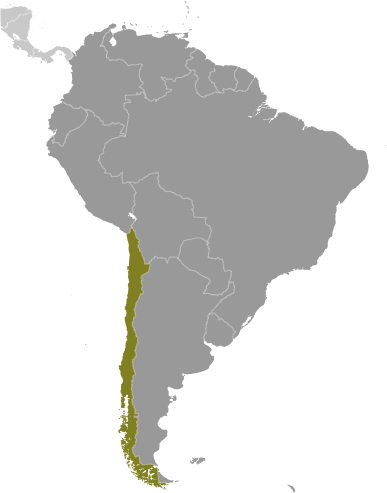 Położenie Chile na mapie Ameryki