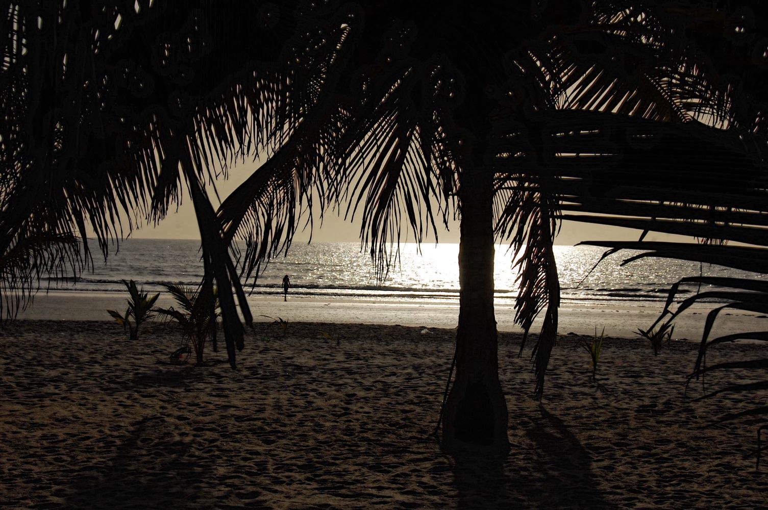 Senegal wakacje i palmy
