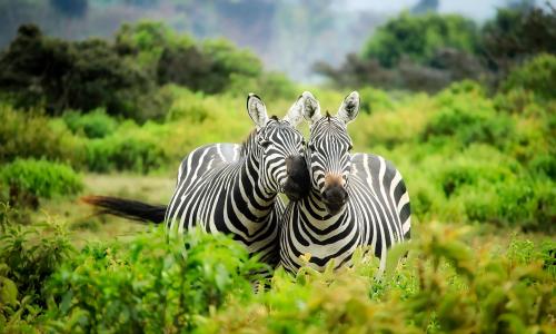 Kenia | © ESTA Travel