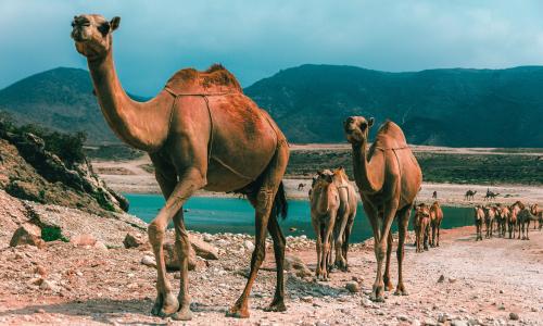 Oman + wypoczynek  | © ESTA Travel