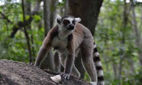 Madagaskar | © ESTA Travel
