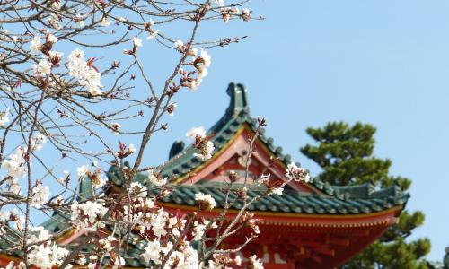 Japonia Sakura | © ESTA Travel