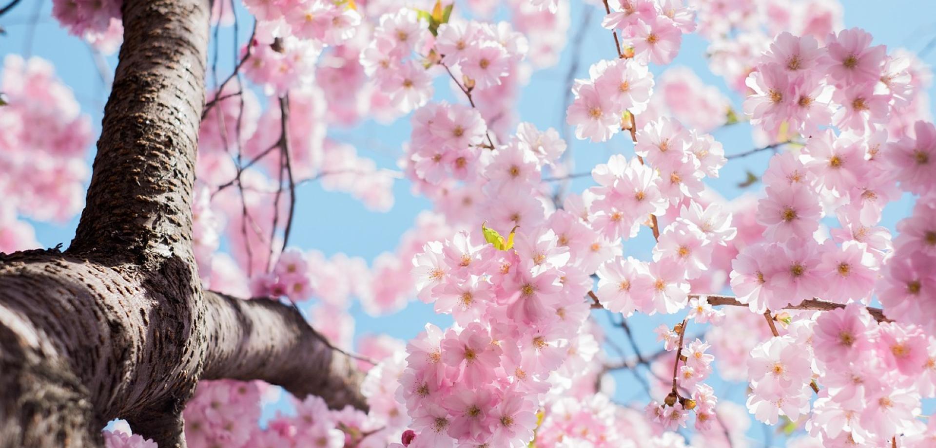 Japonia Sakura