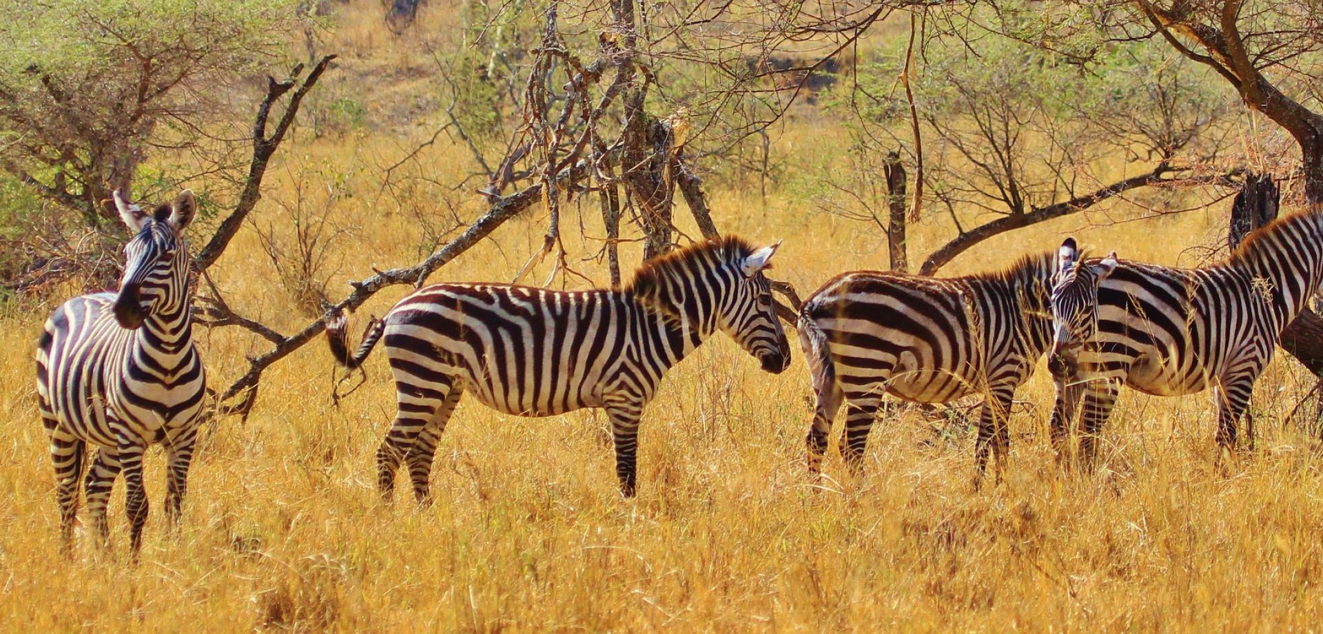 Kenia i Tanzania zima