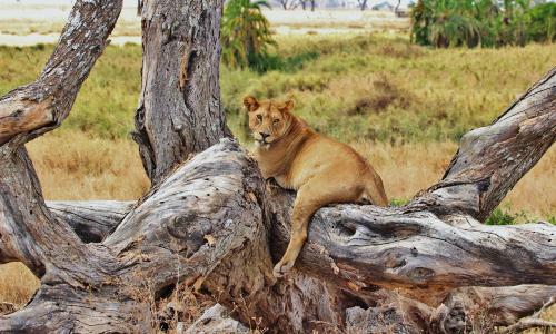 Kenia i Tanzania zima