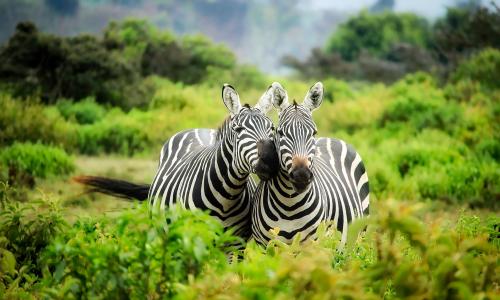 Kenia i Tanzania lato