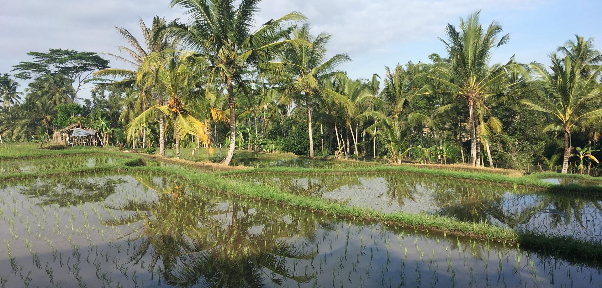 Sylwester na Bali!